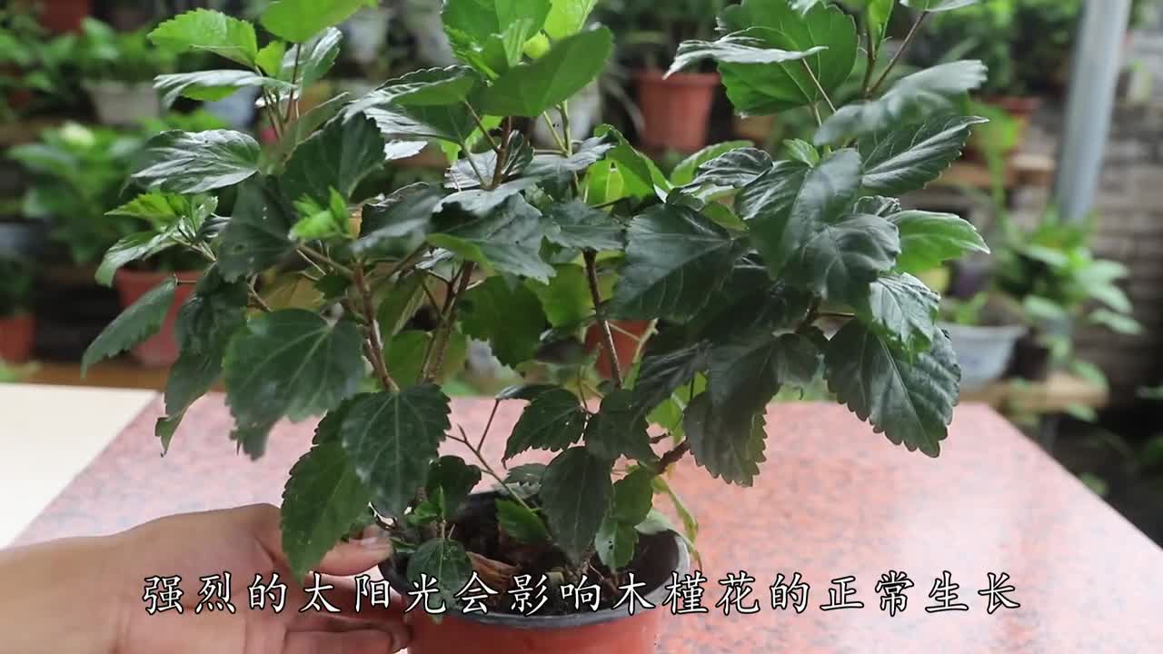 盆栽木槿怎么养