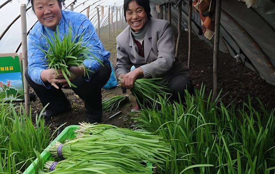 韭菜栽培完怎样管理