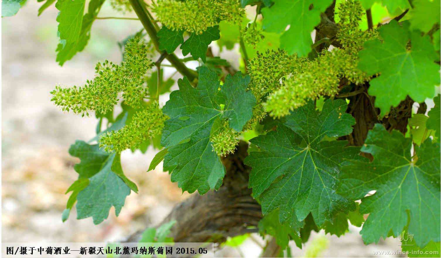 葡萄开花怎么授粉