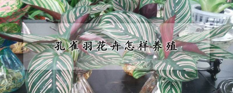 孔雀球施肥方法