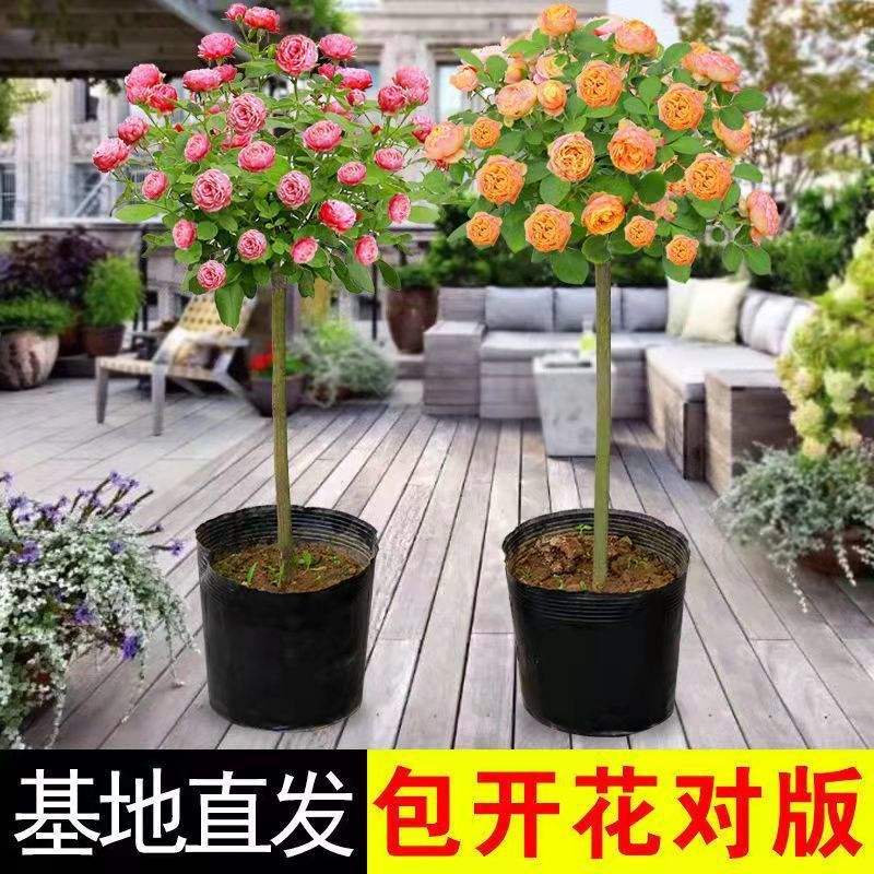 这9种花长成棒棒糖