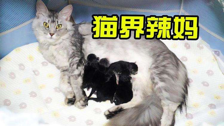 猫乳怎么辨别