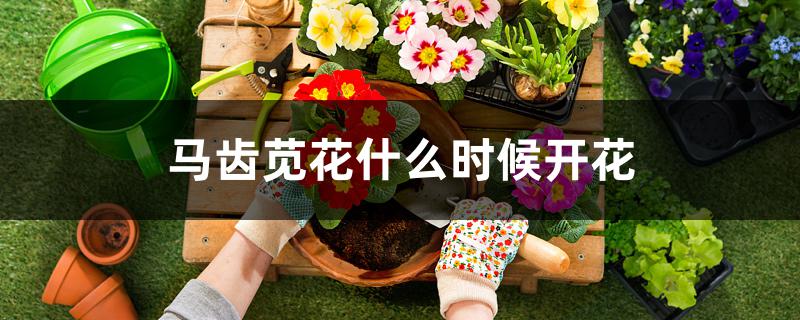 马齿苋开花时间(大花马齿苋什么时候开花)