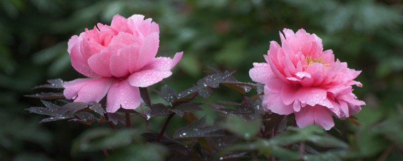 牡丹花在哪个季节开花?(牡丹花是哪个季节开的花)