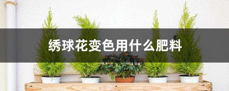 绣球花变色用什么肥料视频(绣球花需要什么肥料)