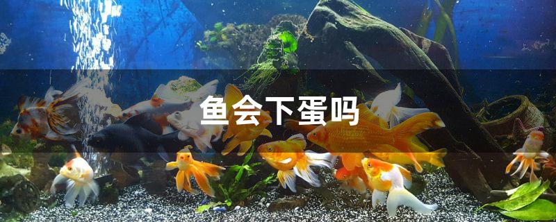 鱼会下蛋吗?(小鱼会下蛋吗)