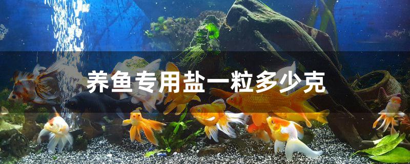 鱼专用盐一粒是多少克(养鱼加多少盐)