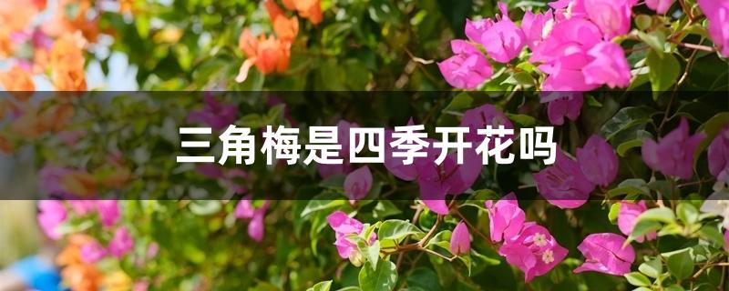 三角梅是四季开花吗(三角梅是四季开花吗(三角梅用什么样的土养殖)