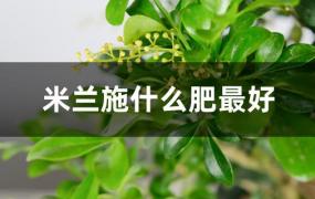 米兰施什么肥最好(米兰施肥用什么肥最好)