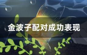 金波子配对后就一直这对了吗(金波子怎么看有没有配对成功)