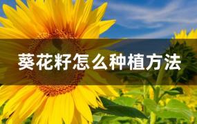 葵花籽怎么种植方法视频(葵花籽怎么种植方法账多高)