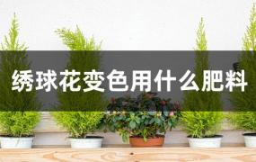 绣球花变色用什么肥料视频(绣球花需要什么肥料)