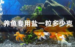 鱼专用盐一粒是多少克(养鱼加多少盐)