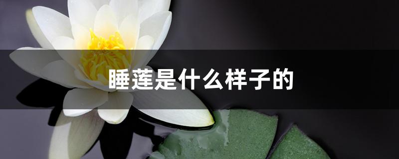 睡莲是什么样子(睡莲哪个品种最好)