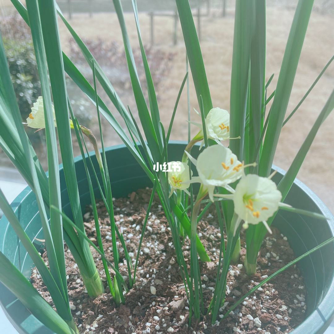 洋水仙第二年能开花吗