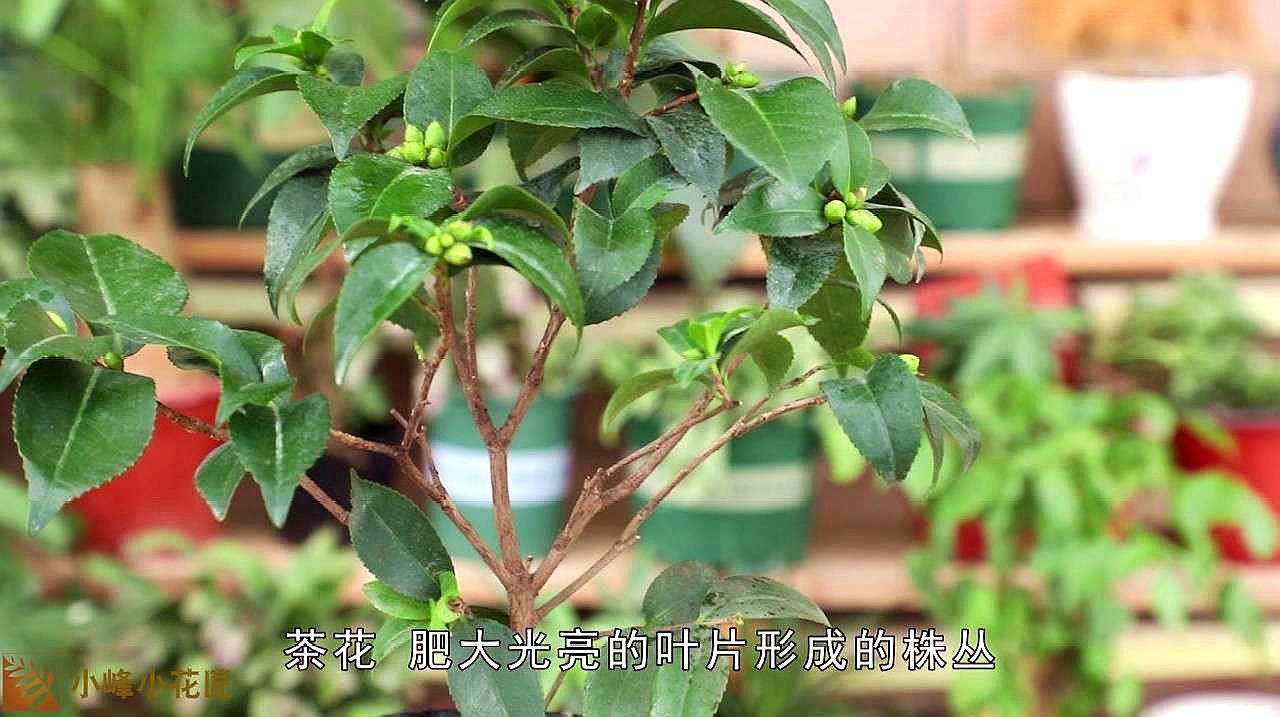 茶树花掉叶子怎么救治