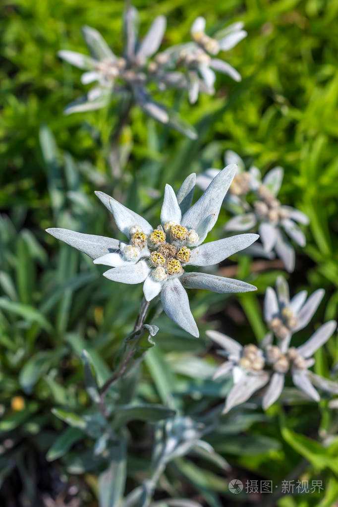 雪绒花是什么花