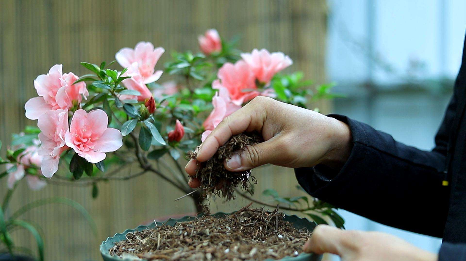 管花杜鹃的养殖方法