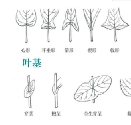 叶子一般由什么组成