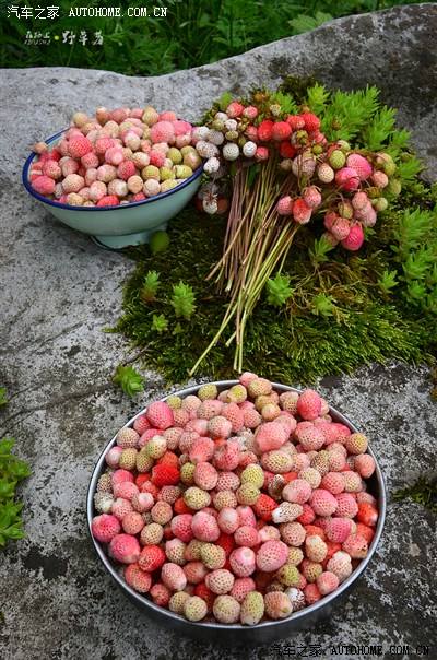 野草莓花的养殖方法