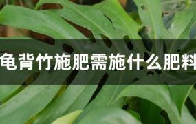 龟背竹施什么肥比较好(龟背竹需要什么肥料)