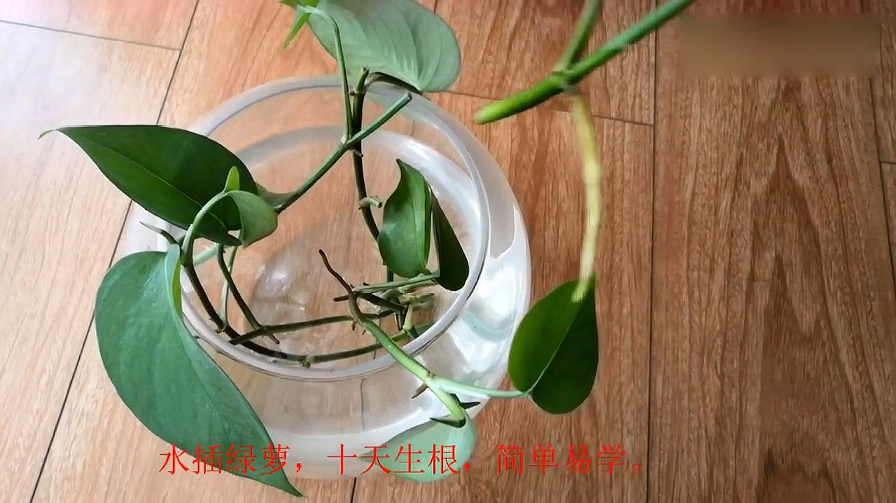 绿萝插枝多长时间生根