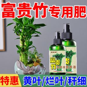 富贵竹营养液滴几滴