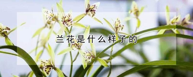 兰花的特点