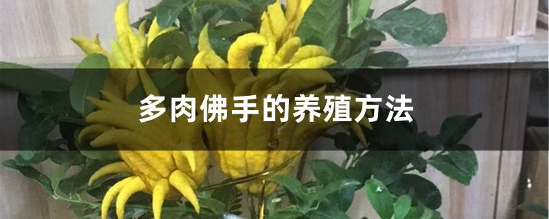 佛手怎么养