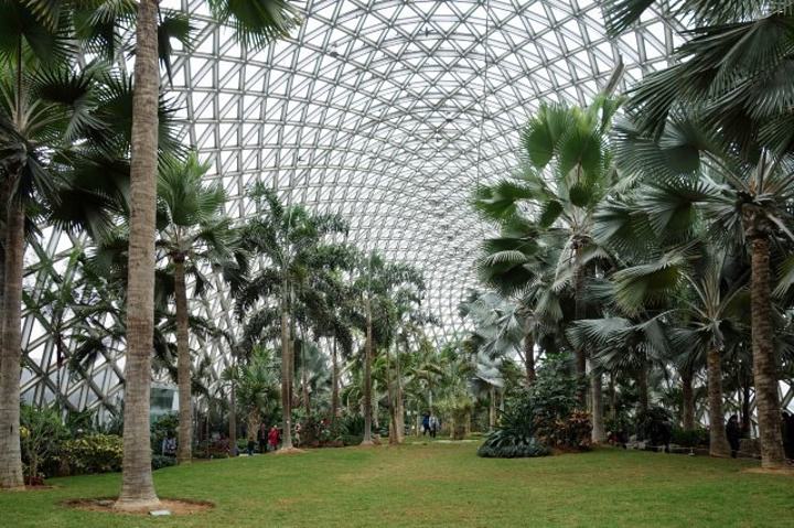 上海本土植物有哪些