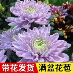 菊花可以四季都开花吗