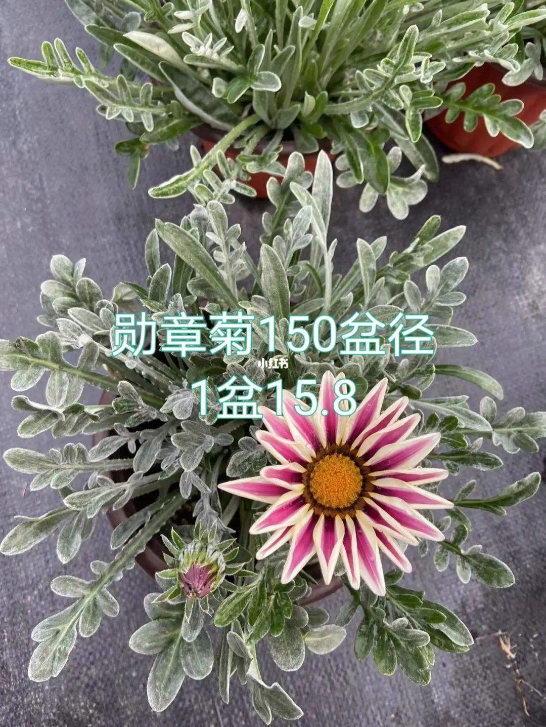 盆栽勋章菊怎么养护管理