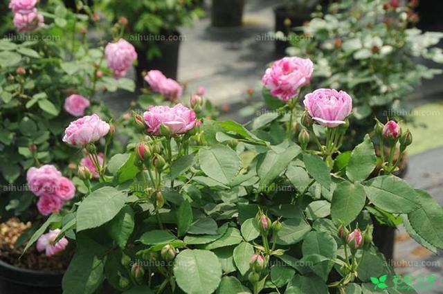 玫瑰花几天浇一次水