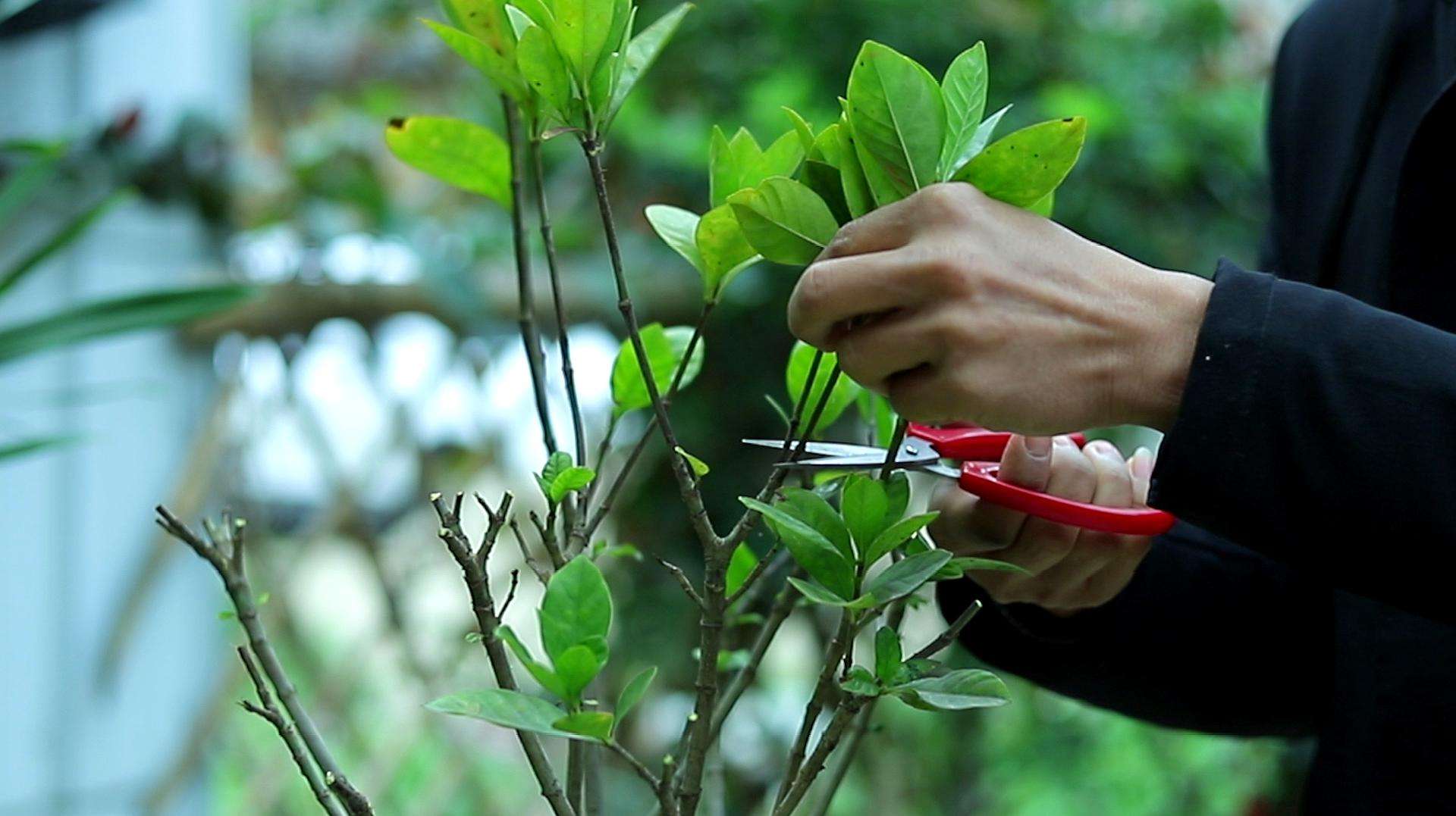 栀子花怎么修剪才开花