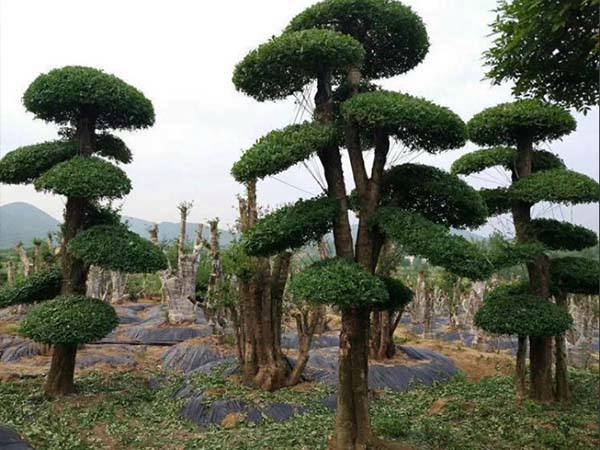 对节白蜡种植技术