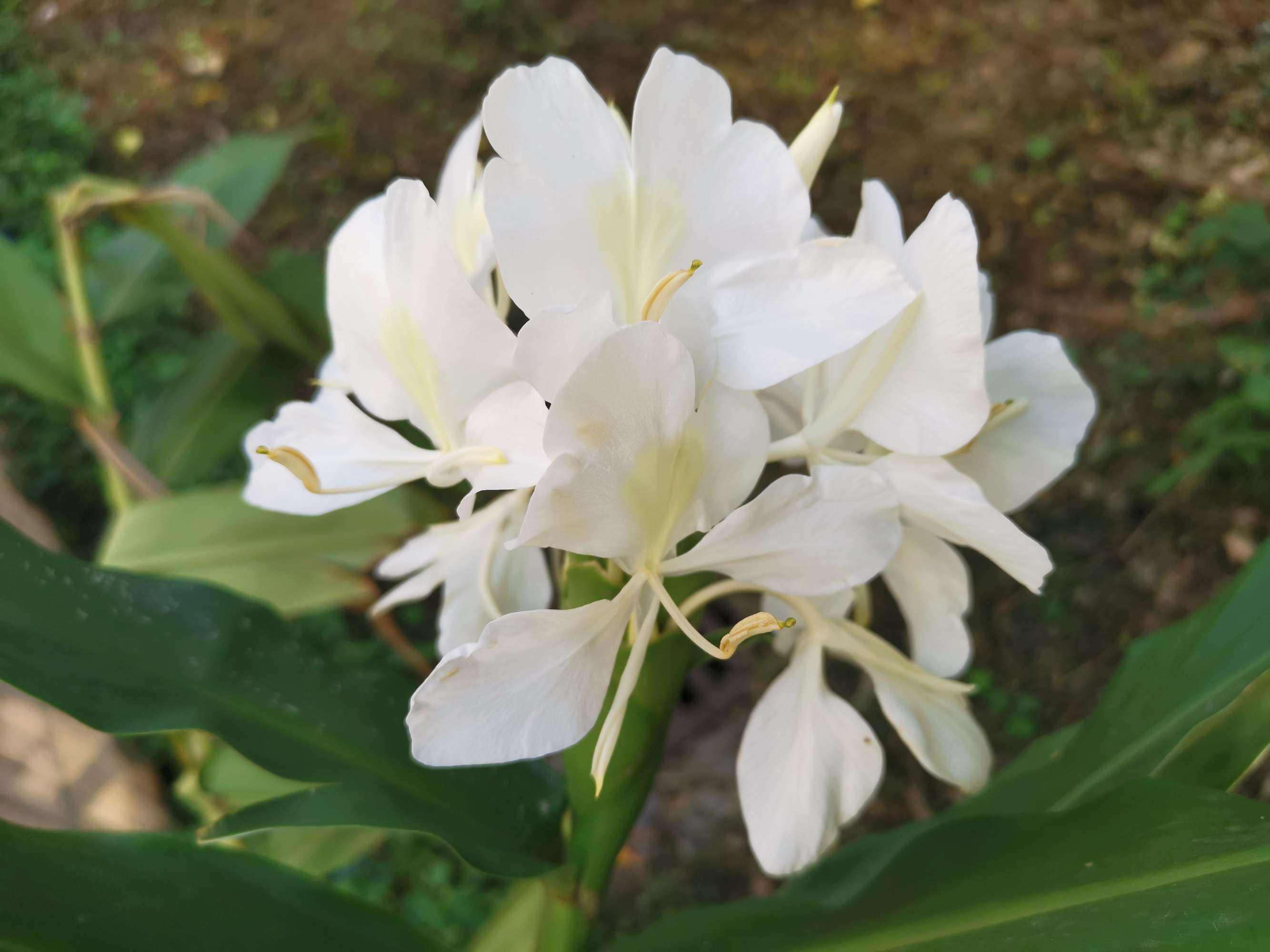 姜花是生姜开的花吗