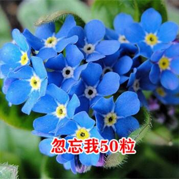 四季花是什么花