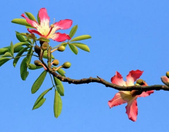 木棉花是哪个城市的市花