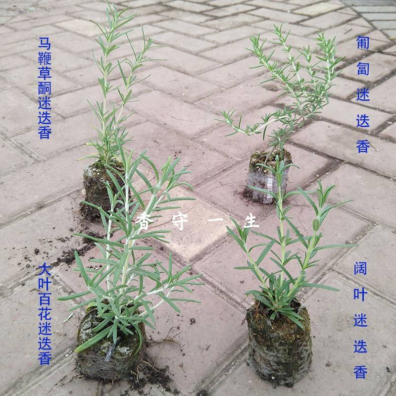 香草植物播种要注意什么