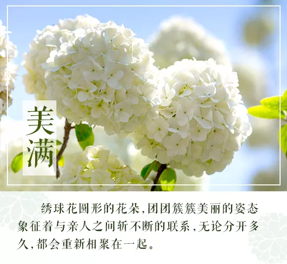 绣球花花语