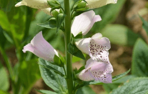 洋地黄开花要注意什么