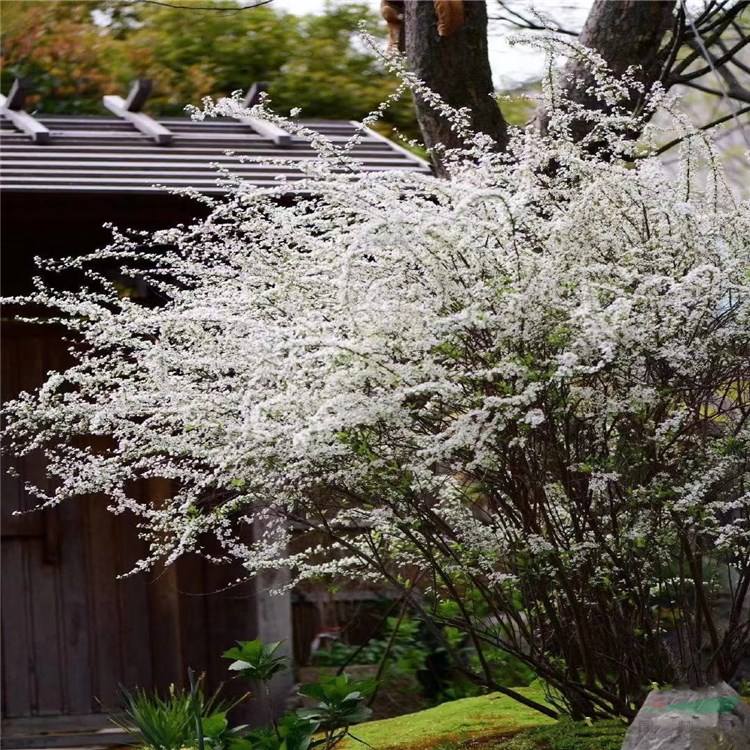 喷雪花怎么种