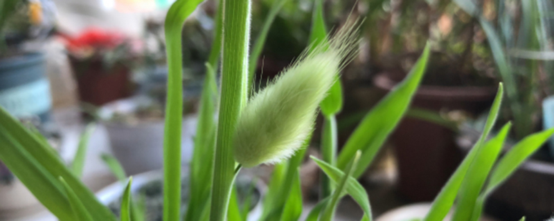 兔尾草花语与寓意(兔尾草的寓意)