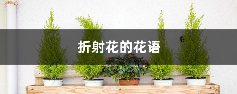 折射花的花语(折射花花语的意思)