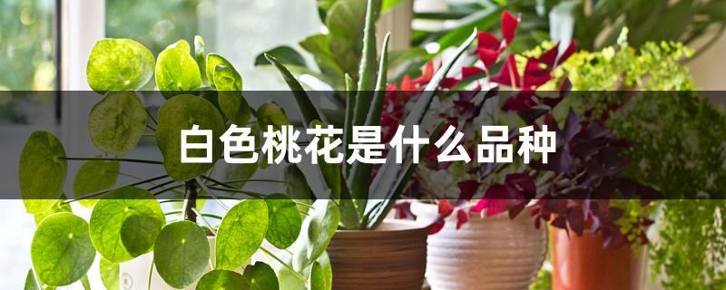 白色桃花是什么品种桃子(白花桃是什么桃品种)