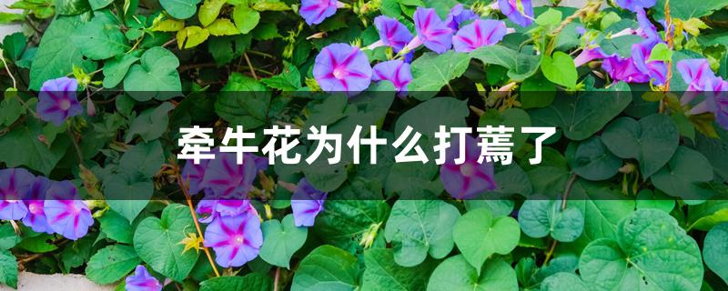 牵牛花为什么突然枯萎了(牵牛花冬天枯萎后怎么处理)