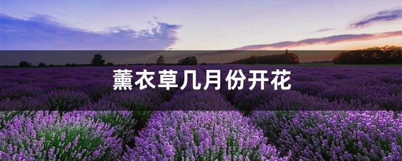 薰衣草几月开花