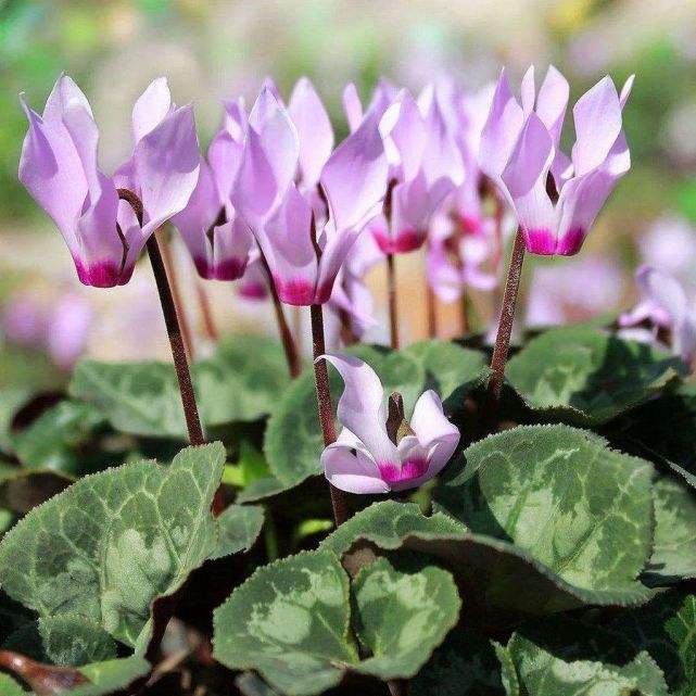 仙客来花茎变软怎么办