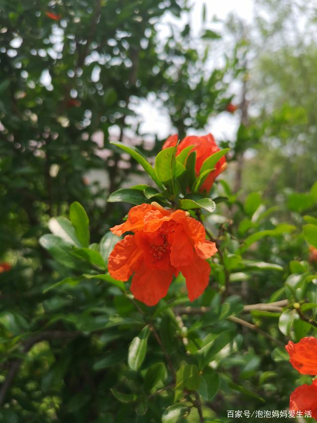 石榴花什么时候开花