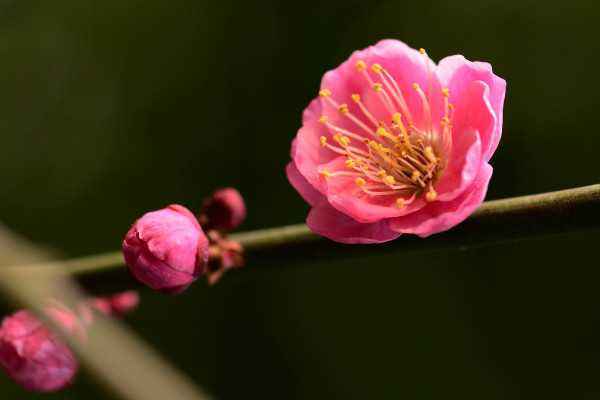 桃花和梅花的区别